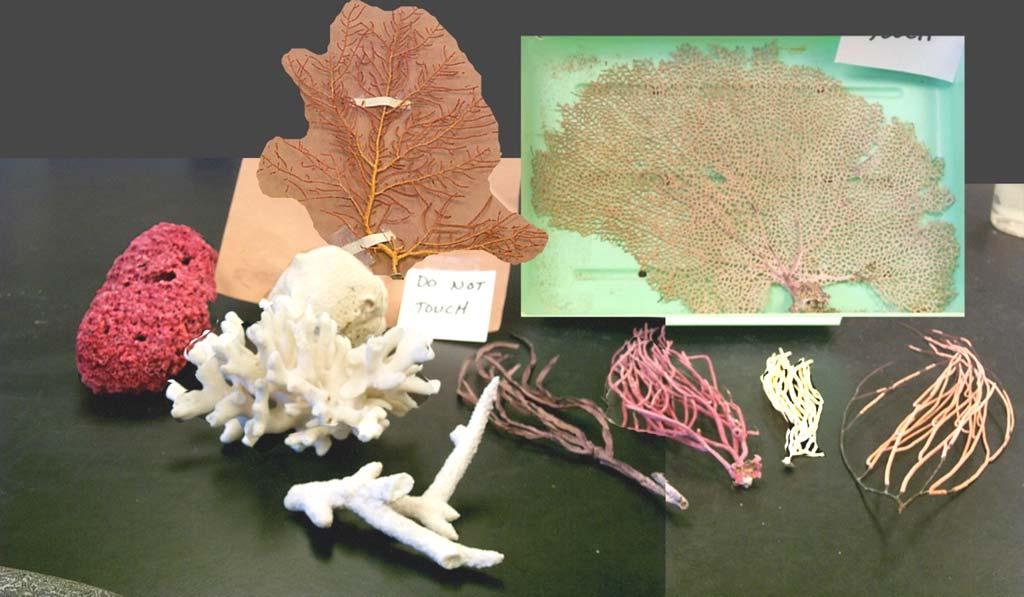 PHYLUM Cnidaria CLASS Anthozoa Calcium-carbonate skeletons of various