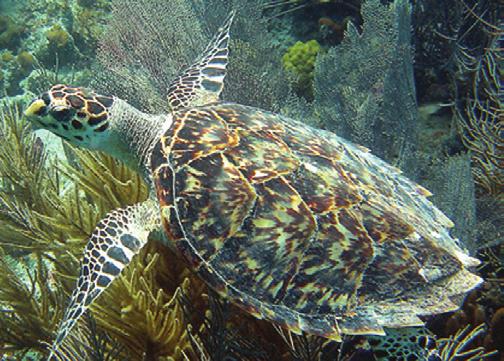 p Adult green turtles are unique among sea turtles in that they eat only plants; they are herbivorous, feeding primarily on seagrasses and algae.