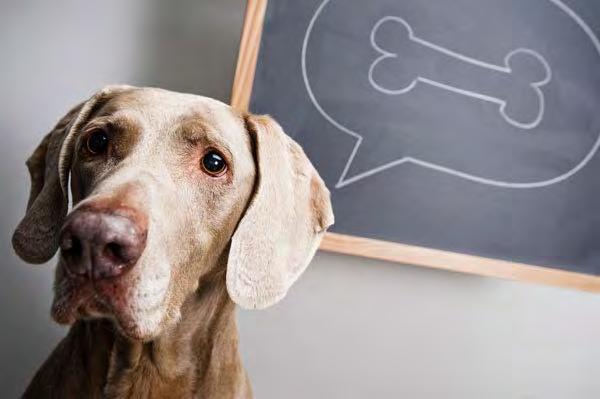 Give A Dog A Bone: Factors