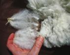 How to make a woolly jumper It takes a year for a sheep to grow a complete fleece of wool and to turn that fleece into a woolly
