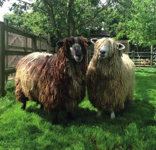 At that time, wool was very valuable for all sorts of uses and with long wool that practically touched the ground, the breed was very