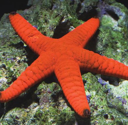 Who can tell me the names of any of the animals in the rockpool? Introduce the relevant creatures. These will most likely include: starfish, anemones, mussels and crabs.