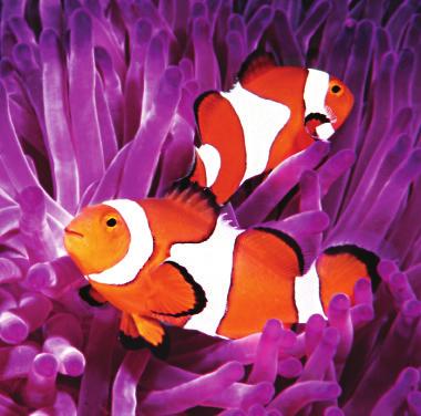 Normally clownfish and anemones can be found living on a coral reef. Does anyone know what a coral reef is?