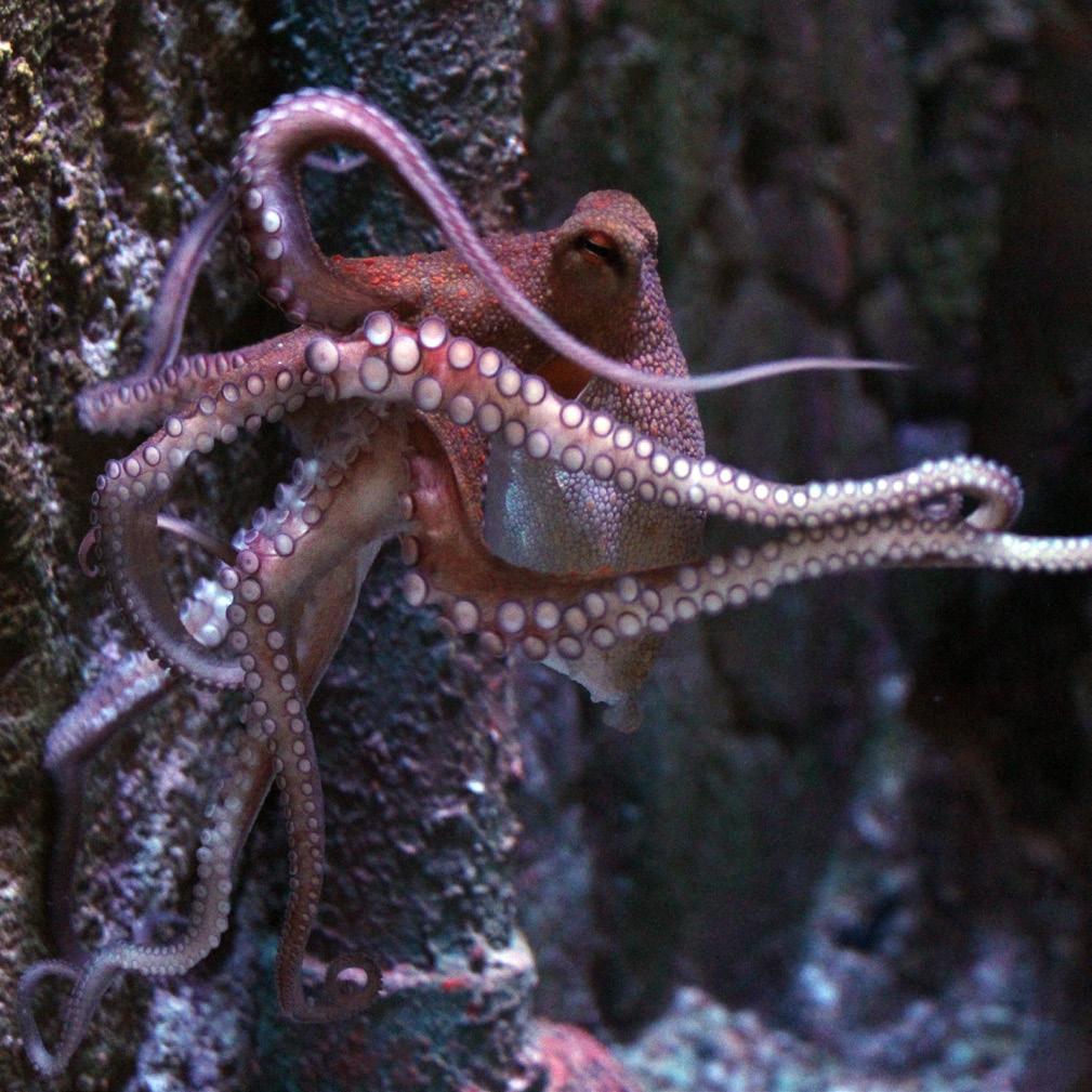OCTOPUS Visit Area: VICTORIAN ARCADE Octopuses are strange looking creatures with round bodies, big eyes and long arms.