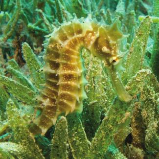 SEAHORSES Visit Area: SECRETS OF THE REEF A seahorse is a tiny fish that lives in seas around the world. It has the name seahorse because its head looks a lot like a tiny horse s head.