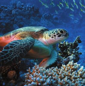 SEA TURTLES Visit Area: OCEAN TUNNEL Sea turtles are slow swimming creatures that can live for a very long time. Some can live to be 150 years old!