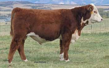 Low Birth Herd s Out of 2-Year-Old Heifers CHURCHILL DOMINO 130Y BULL 43184073 Calved: Jan.