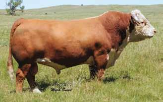 37 This is a breeder s herd bull! boy has as much quality packed into him as you can put in a herd sire!