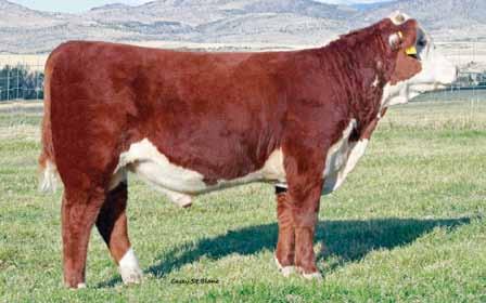 DOMINETTE 392N Churchill Judge 1121Y ET GH NEON 17N {CHB} GH DIFFERENCE BRITISHER 45L {CHB} CHURCHILL LADY 6109S ET {DLF,IEF} GH SIR SIMBA LASS 107K 42696428 CHURCHILL LADY 202 HH ADVANCE 767G 1ET