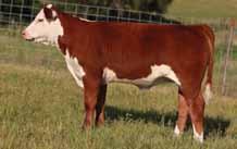His four full sisters pictured below show the consistency and extreme quality of this mating of Outcross on the 600S cow.