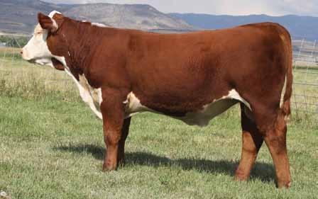 767G 1ET {SOD,CHB}{DLF,IEF} CHURCHILL LADY 0113 BW 5.5; WW 71; YW 113; MM 21; REA 0.66; MARB 0.32 Wow, this guy really has the look of a herd bull with numbers that are so hard to get!
