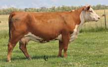 ! You can see he would calve easily as he is smooth made, super long bodied and has just the right muscle expression.