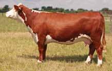 C Ms Absolute 7111 ET Dam of 115Y Churchill Strongman 115Y ET CHURCHILL STRONGMAN 115Y ET P43184513 Calved: Jan.