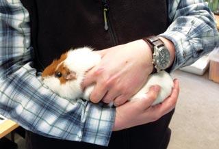 While VNs spend a lot of their time advocating correct and safe handling techniques for dogs and cats, the handling technique for small mammals can often go overlooked.