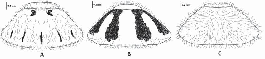A Review on the Genus Brachycoleus (Hemiptera, Miridae) 10