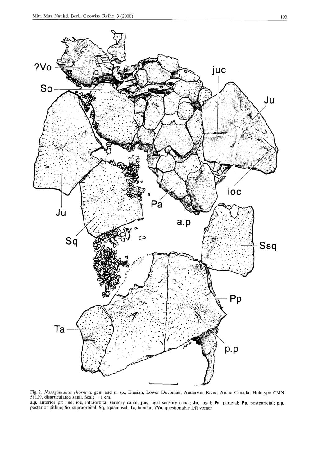 Mitt. Mus. Nat.kd. Berl., Geowiss. Reihe 3 (2000) 103 Fig. 2. Nasogaluakus chorni n. gen. and n. sp., Emsian, Lower Devonian, Anderson River, Arctic Canada. Holotype CMN 51129, disarticulated skull.