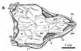 , 2008, Nature, 456: 497-501) Odontochelys semitestacea (from Li et al.
