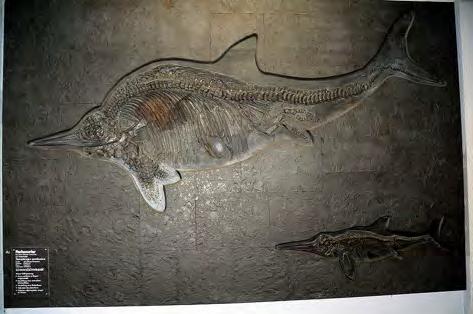 Icthyosaurs Reptiles convergent on dolphins Originated 245 mya (mid Triassic), became extinct 90 mya