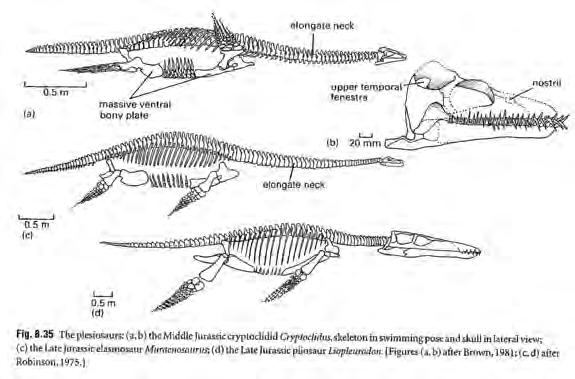 Sauropterygia - Plesiosaurs and Placodonts Reptiles convergent