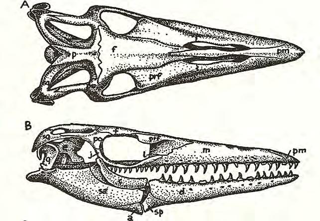 Mosasaurs - marine lepidosaurs