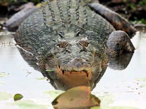 Crocodiles and relatives Crocodylia - originated 84 mya in Late Cretaceous, still