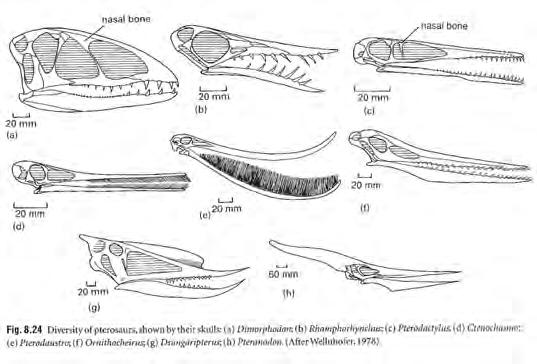 Pterosauria Winged archosaurs closely related to dinosaurs Originated 220 mya in Late Triassic, extinct 65 mya at end Cretaceous Ranged