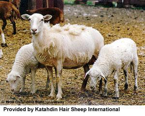 Katahdin Hair sheep SHED White or