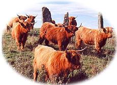 Cattle http://www.glengorm.co.uk/images/cowstoned.
