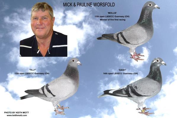 First pigeon on the clock was Mick s good blue hen, Molli, and she had previously won five firsts racing, including three in the very strong Lion Brewery Mid-Week Club.
