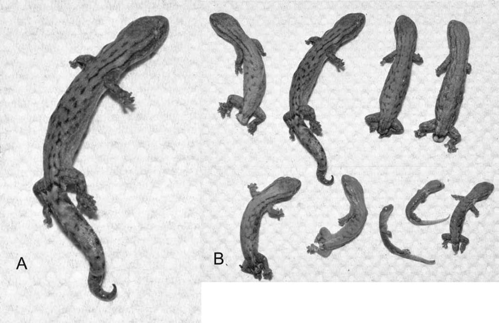 n u m b e r 6 3 1 3 9 FIGURE 15. Syntypes of Hemiphyllodactylus aurantiacus Beddome, 1870: (A) lectotype (BMNH 74.4.29.1333) and (B) syntypic series (from top row, left to right, BMNH 74.4.29.1332 1337 and three unnumbered juveniles).