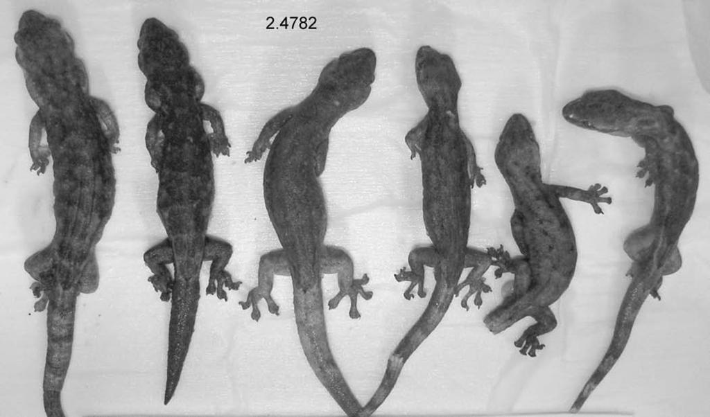 5 0 s m i t h s o n i a n c o n t r i b u t i o n s t o z o o l o g y FIGURE 24. Types of Hemiphyllodactylus titiwangsaensis: left to right, ZRC 2.4780 2.4785; 2.4782 is the holotype.