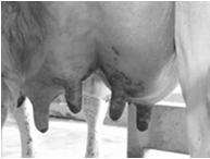 ability of immune defenses of cow Mastitis Subclinical mastitis Milk appears normal but contains excessive numbers of inflammatory cells