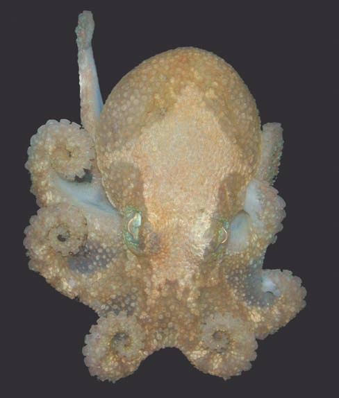 Cephalopod mollusks (Cephalopoda) Jan M. Strugnell a, *, Annie Lindgren b, and A.