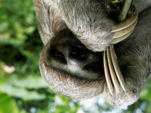 DESCRIPTION SAMPLE Sloths The sloth is the world's slowest animal. It's so slow, algae grows in its fur. The sloth has grey and tan fur, but the algae gives them a green tint.
