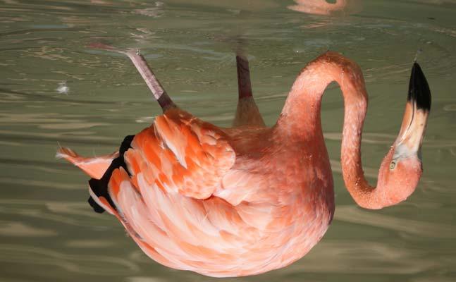 CAUSE/EFFECT SAMPLE September 28, 2015 Flamingoes Flamingoes are one of the most recognizable birds in the world.