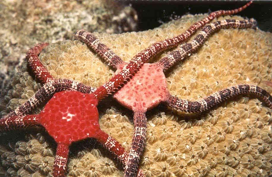 Types of Echinoderms Brittle stars Like