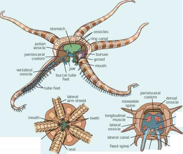 Types of Echinoderms Brittle stars Internal organs are restricted to the central disc The tube