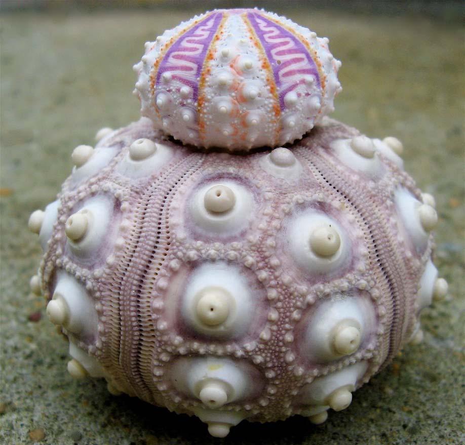 Types of Echinoderms Sea Urchins, Sea Biscuits, Sand Dollars Elongated, movable spines much
