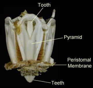 structure of muscles and mouthpieces Feed on detritus,