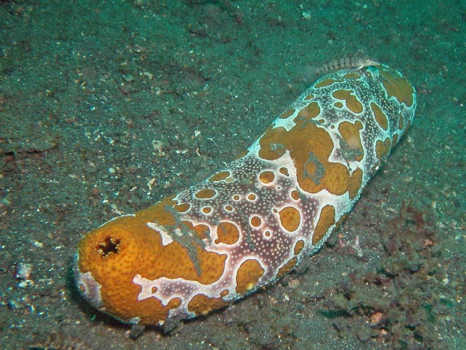 Types of Echinoderms Sea cucumbers Five rows of two feet are restricted to one side, where the animal