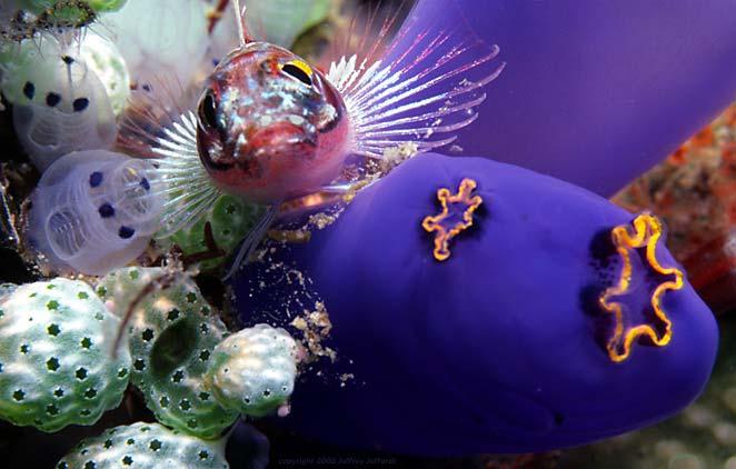 Invertebrate Chordates The Phylum Chordata is a phylum that contains two invertebrate groups, tunicates and