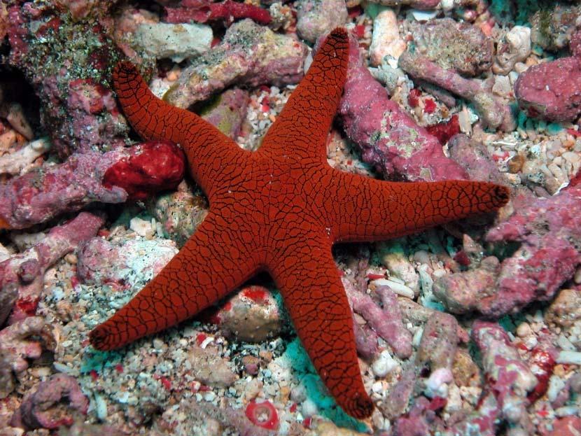 Types of Echinoderms Sea stars- Move with