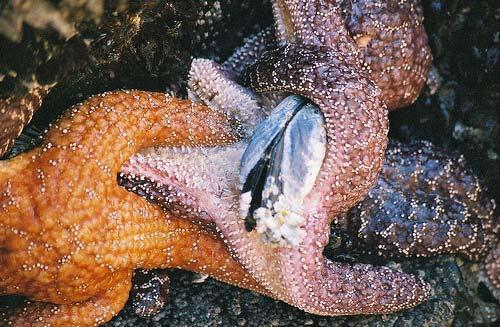Types of Echinoderms Sea stars- Carnivores