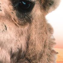 The camel s long thick eyelashes are an adaptation for