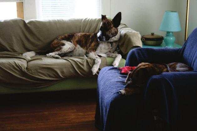 Acknowledging Animal Companions Figure 4.10: Photo credit: April Conway. 2 Figure 4.11: Photo credit: Katie Ryan. 3 2 April writes, My composing companions are my dogs, Paco and Lola.