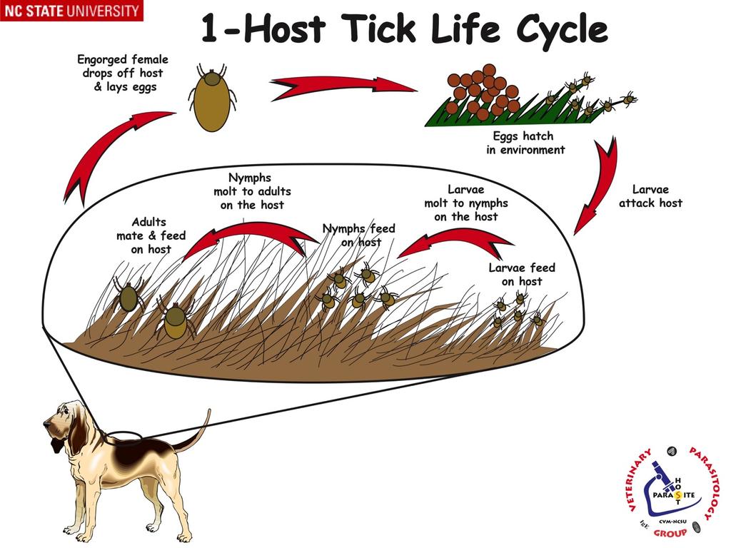 Life Cycle: 1-host tick Ex.