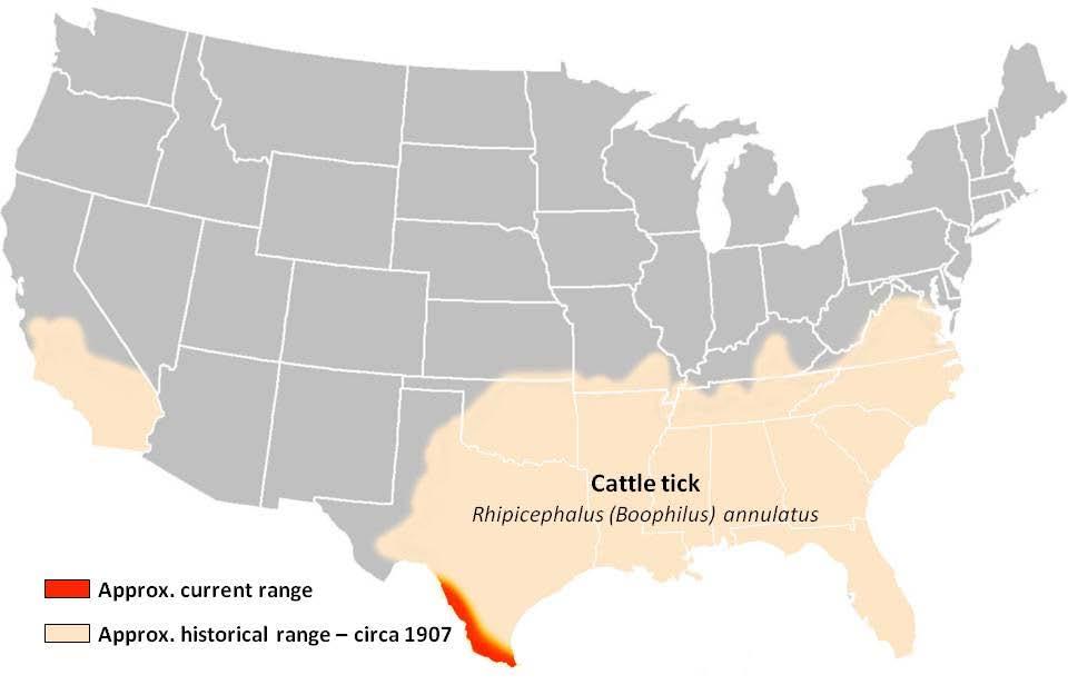 Eradication of Texas Cattle Fever Boophuilus annulatus