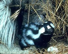 Scientific Nomenclature Example: Western spotted skunk Order: Carnivora Family: