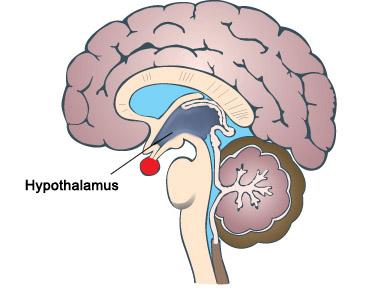 Biological basis of aggression Neuroanatomical lesions: The hypothalamus has an important role of