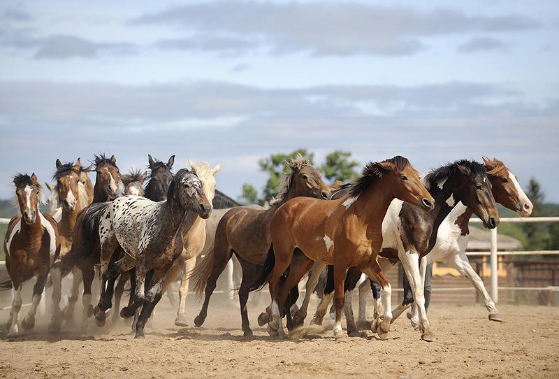 Horses herd hierarchy Adult male > Adult female >